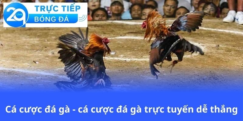 ca-cuoc-da-ga-ca-cuoc-da-ga-truc-tuyen-de-thang