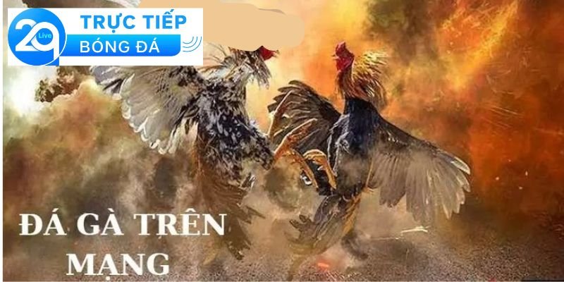 Cá cược đá gà - Cá cược đá gà trực tuyến dễ thắng 4 Chiến lược cá cược đá gà hiệu quả