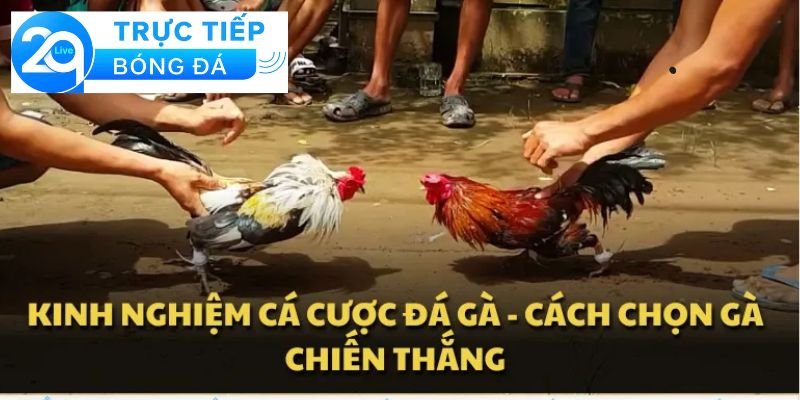 Cá cược đá gà - Cá cược đá gà trực tuyến dễ thắng 2 Giới thiệu về cá cược đá gà