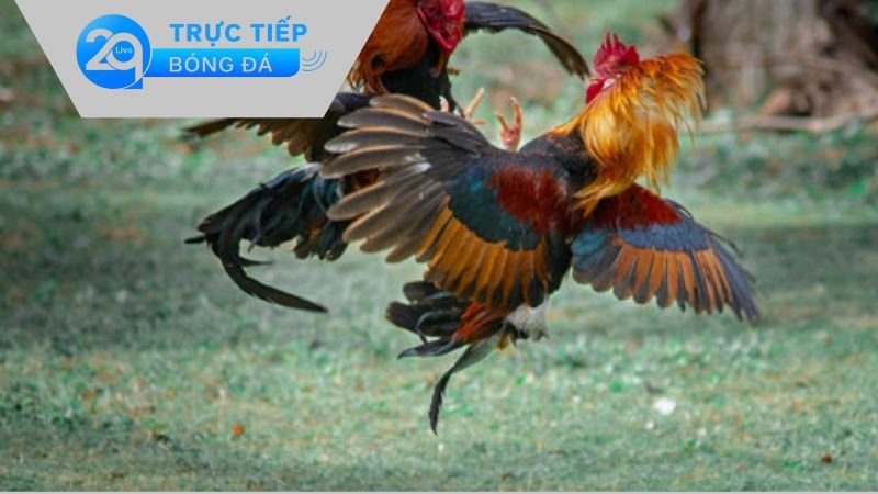 Đá Gà 2qlive – Khám Phá Thế Giới Chiến Kê Tuyệt Vời Nhất 2 Những loại hình cá cược được phổ biến ở tại Đá Gà 2qlive