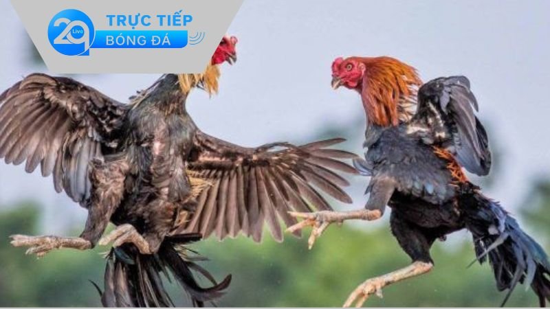 Đá Gà 2qlive – Khám Phá Thế Giới Chiến Kê Tuyệt Vời Nhất 3 Hướng dẫn tham gia cá cược với các chiến kê ở trên Đá Gà 2qlive