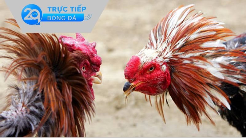 Đá Gà 2qlive – Khám Phá Thế Giới Chiến Kê Tuyệt Vời Nhất 1 Các ưu điểm nổi bật khi cá cược tại sân chơi Đá Gà 2qlive