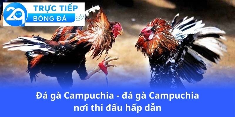 da-ga-campuchia-da-ga-campuchia-noi-thi-dau-hap-dan