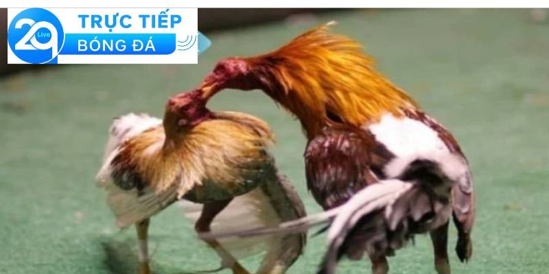 Đá gà Campuchia - Đá gà Campuchia, nơi thi đấu hấp dẫn 3 Những đặc điểm nổi bật của đá gà Campuchia