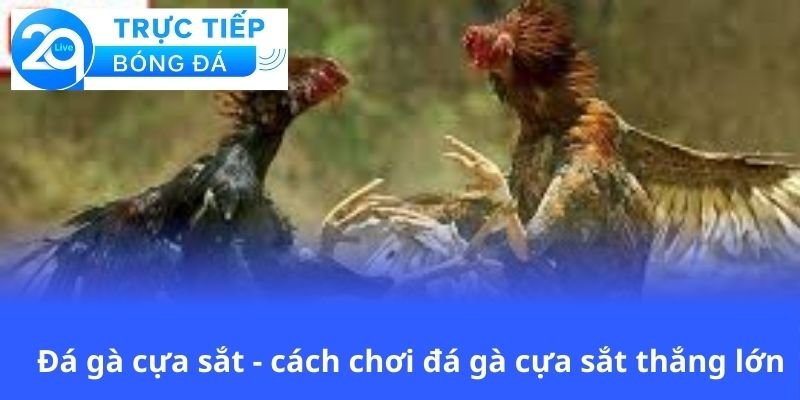 da-ga-cua-sat-cach-choi-da-ga-cua-sat-thang-lon