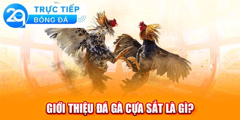 Đá gà cựa sắt - Cách chơi đá gà cựa sắt thắng lớn 4 Những điều cần tránh khi tham gia đá gà cựa sắt
