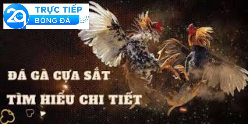 Đá gà cựa sắt - Cách chơi đá gà cựa sắt thắng lớn 3 Các kỹ thuật chơi đá gà cựa sắt hiệu quảCác kỹ thuật chơi đá gà cựa sắt hiệu quả