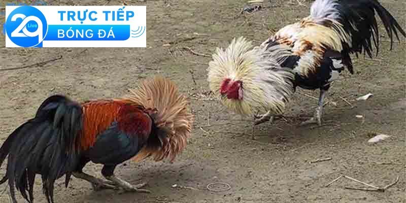 Đá gà cựa sắt - Cách chơi đá gà cựa sắt thắng lớn 2 Giới thiệu về đá gà cựa sắt