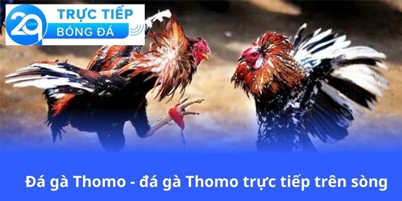 da-ga-thomo-da-ga-thomo-truc-tiep-tren-song
