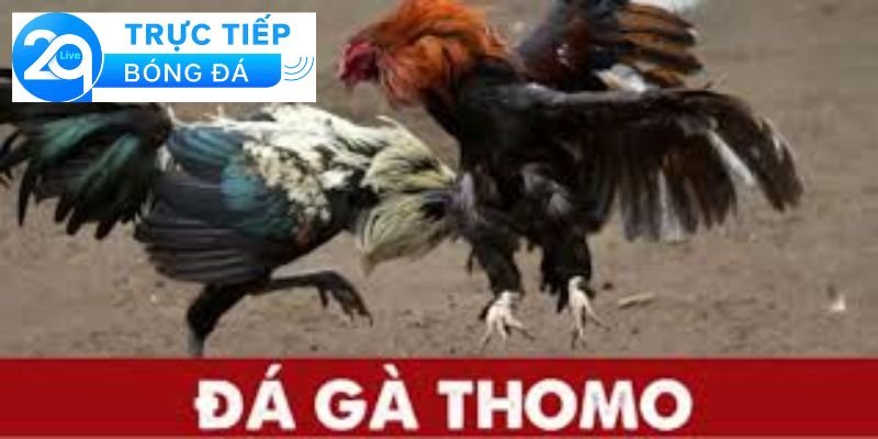 Đá gà Thomo - Đá gà Thomo trực tiếp trên sòng 2 Giới thiệu về đá gà Thomo