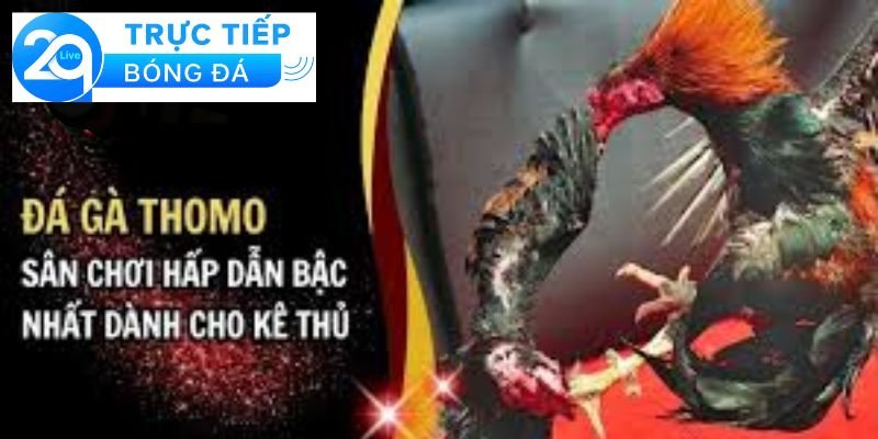 Đá gà Thomo - Đá gà Thomo trực tiếp trên sòng 4 Một số lưu ý
