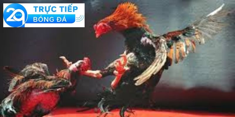Đá gà Thomo - Đá gà Thomo trực tiếp trên sòng 3 Cách thức tham gia đá gà Thomo trực tiếp