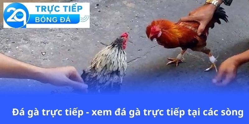 da-ga-truc-tiep-xem-da-ga-truc-tiep-tai-cac-song