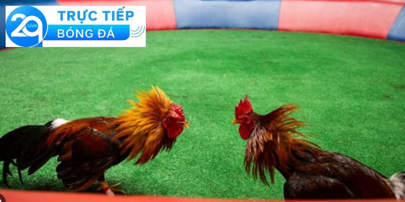 Đá gà trực tiếp - Xem đá gà trực tiếp tại các sòng 3 Các hình thức xem đá gà trực tiếp