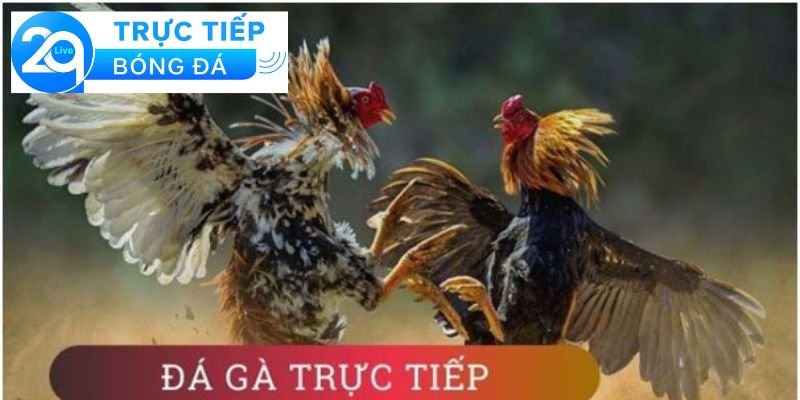 Đá gà trực tiếp - Xem đá gà trực tiếp tại các sòng 4 Những lợi ích của việc xem đá gà trực tiếp