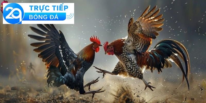 Đá gà trực tiếp - Xem đá gà trực tiếp tại các sòng 2 Khái niệm về đá gà trực tiếp