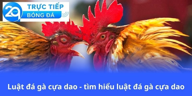 luat-da-ga-cua-dao-tim-hieu-luat-da-ga-cua-dao