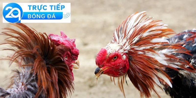 Luật đá gà cựa dao - Tìm hiểu luật đá gà cựa dao 3 Quy định và luật lệ trong đá gà cựa dao