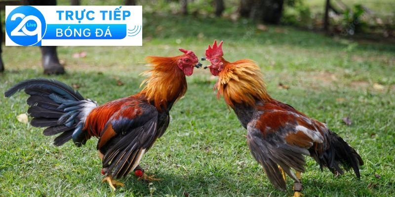 Luật đá gà cựa dao - Tìm hiểu luật đá gà cựa dao 2 Tổng quan về đá gà cựa dao