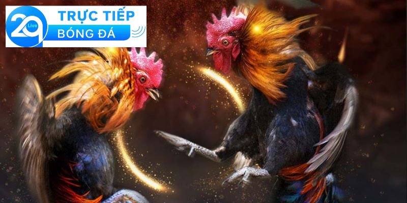 Luật đá gà cựa dao - Tìm hiểu luật đá gà cựa dao 4 Kỹ thuật và chiến thuật trong đá gà cựa dao