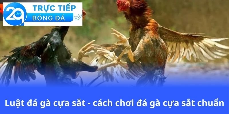 luat-da-ga-cua-sat-cach-choi-da-ga-cua-sat-chuan
