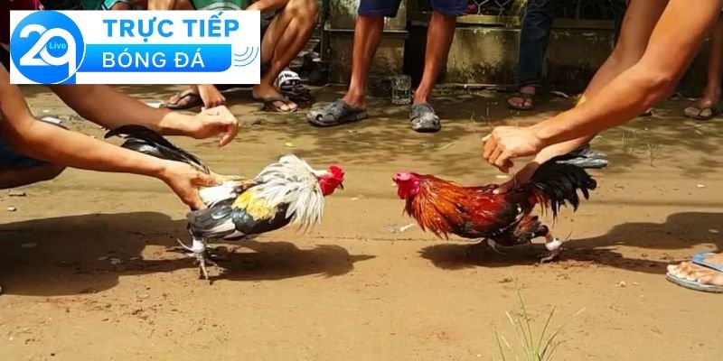 Luật đá gà cựa sắt - Cách chơi đá gà cựa sắt chuẩn 3 Các quy định và luật lệ trong đá gà cựa sắt