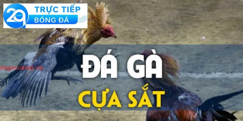 Luật đá gà cựa sắt - Cách chơi đá gà cựa sắt chuẩn 4 Cách chơi đá gà cựa sắt chuẩn