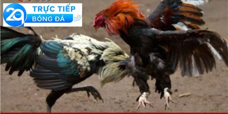 Luật đá gà Thomo - Hiểu luật đá gà Thomo chi tiết 3 Luật chơi đá gà Thomo
