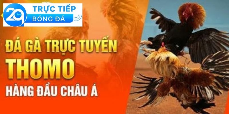 Luật đá gà Thomo - Hiểu luật đá gà Thomo chi tiết 2 Khái niệm về đá gà Thomo