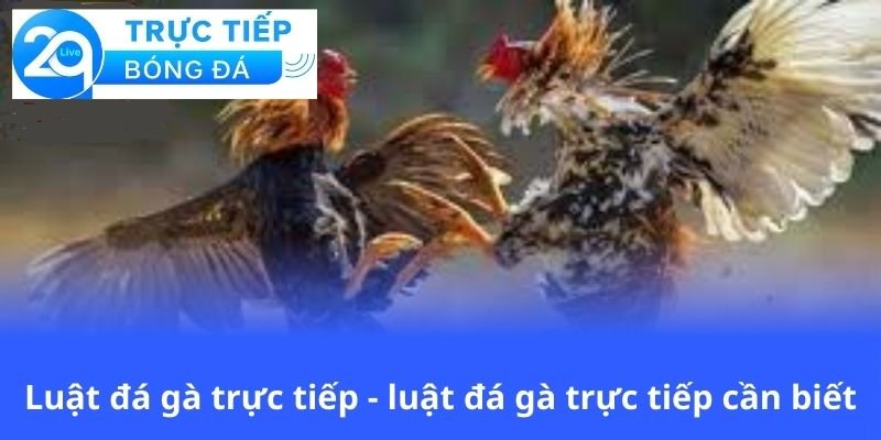 luat-da-ga-truc-tiep-luat-da-ga-truc-tiep-can-biet