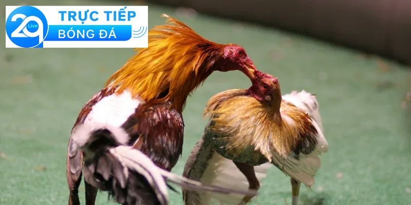 Luật đá gà trực tiếp - Và những điều bạn cần biết 4 Một số lưu ý