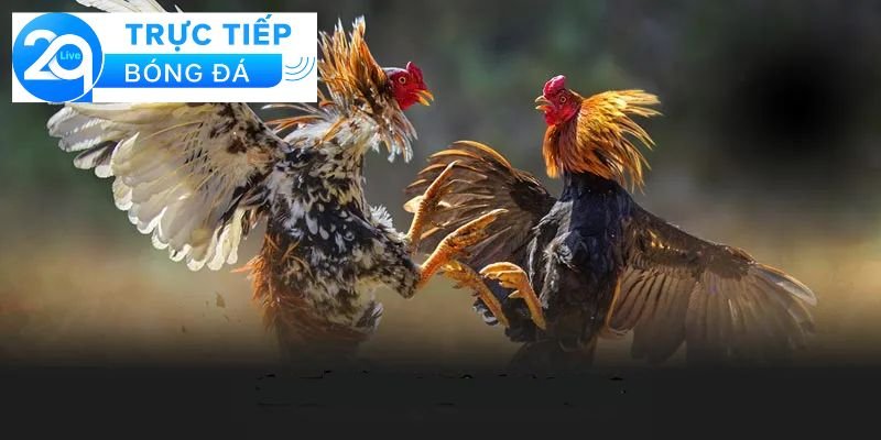 Luật đá gà trực tiếp - Và những điều bạn cần biết 2 Giới thiệu về luật đá gà trực tiếp