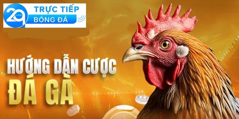 Luật đá gà trực tiếp - Và những điều bạn cần biết 3 Các quy định chính trong luật đá gà trực tiếp