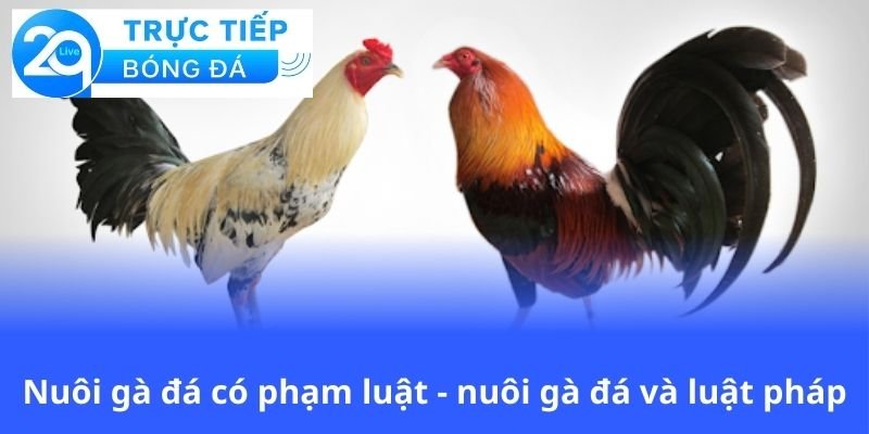 nuoi-ga-da-co-pham-luat-nuoi-ga-da-va-luat-phap