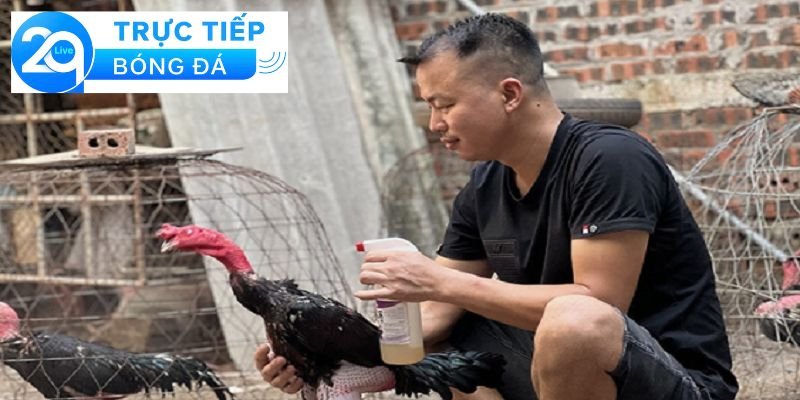 Nuôi gà đá có phạm luật - Nuôi gà đá và luật pháp 3 Luật pháp liên quan đến nuôi gà đá