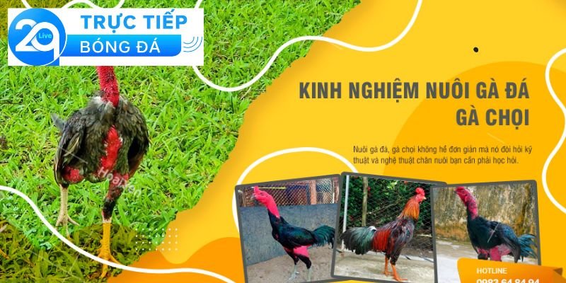 Nuôi gà đá có phạm luật - Nuôi gà đá và luật pháp 4 Những rủi ro khi nuôi gà đá
