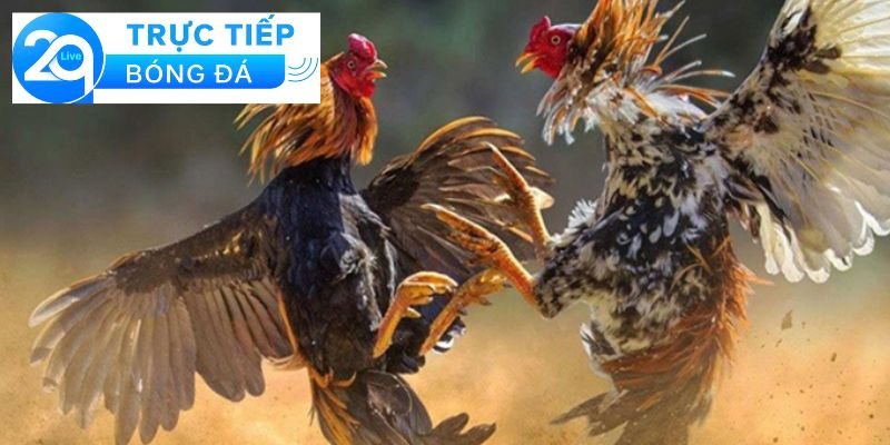 Nuôi gà đá có phạm luật - Nuôi gà đá và luật pháp 2 Khái niệm về nuôi gà đá có phạm luật