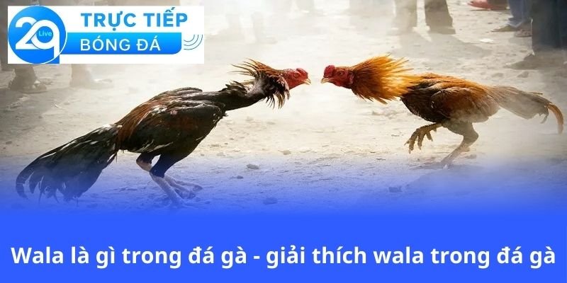 wala-la-gi-trong-da-ga-giai-thich-wala-trong-da-ga
